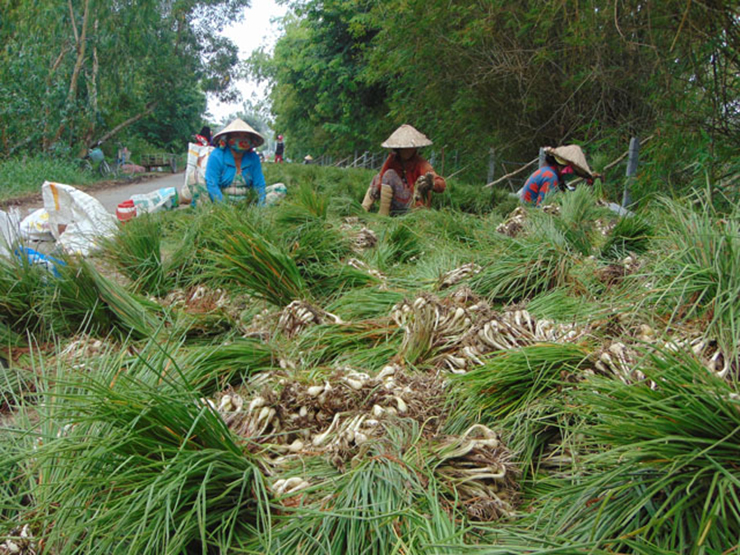 Kiệu chọn để muối là những củ vừa tầm, lá xanh tươi không bị già quá
