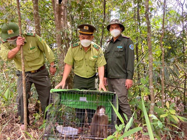 Cá thể khỉ mặt đỏ được thả ra môi trường tự nhiên