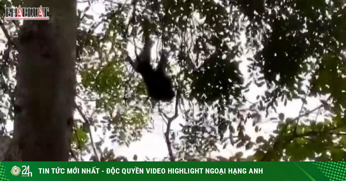 Male pig-tailed monkey bites 1 child, 2 adults in Binh Chanh