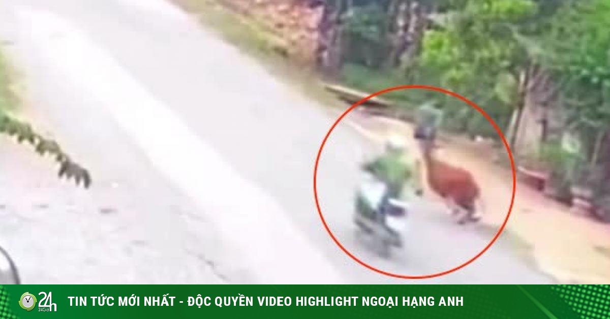 The cow jumped into the street to knock off the motorbike, the driver fell “unsteadily”-Media