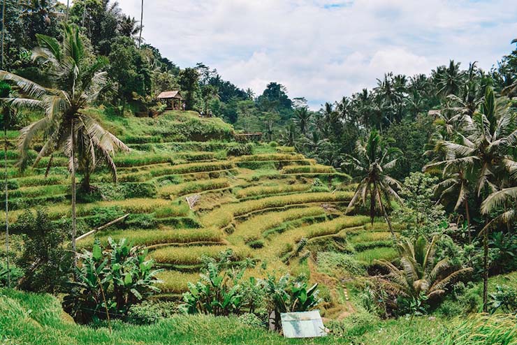 1. Cánh đồng lúa Tegalalang nằm gần Ubud, trung tâm Bali, Indonesia, nổi tiếng với cách bố trí hình bậc thang. Đây là một hệ thống tưới truyền thống của người Bali, còn được gọi là subak.
