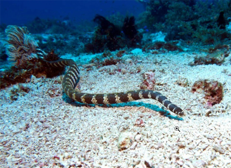 Ở vùng biển Okinawa, Nhật Bản có một loài rắn độc cực kỳ nổi tiếng. Đó là Umihebi hay còn được gọi là rắn biển
