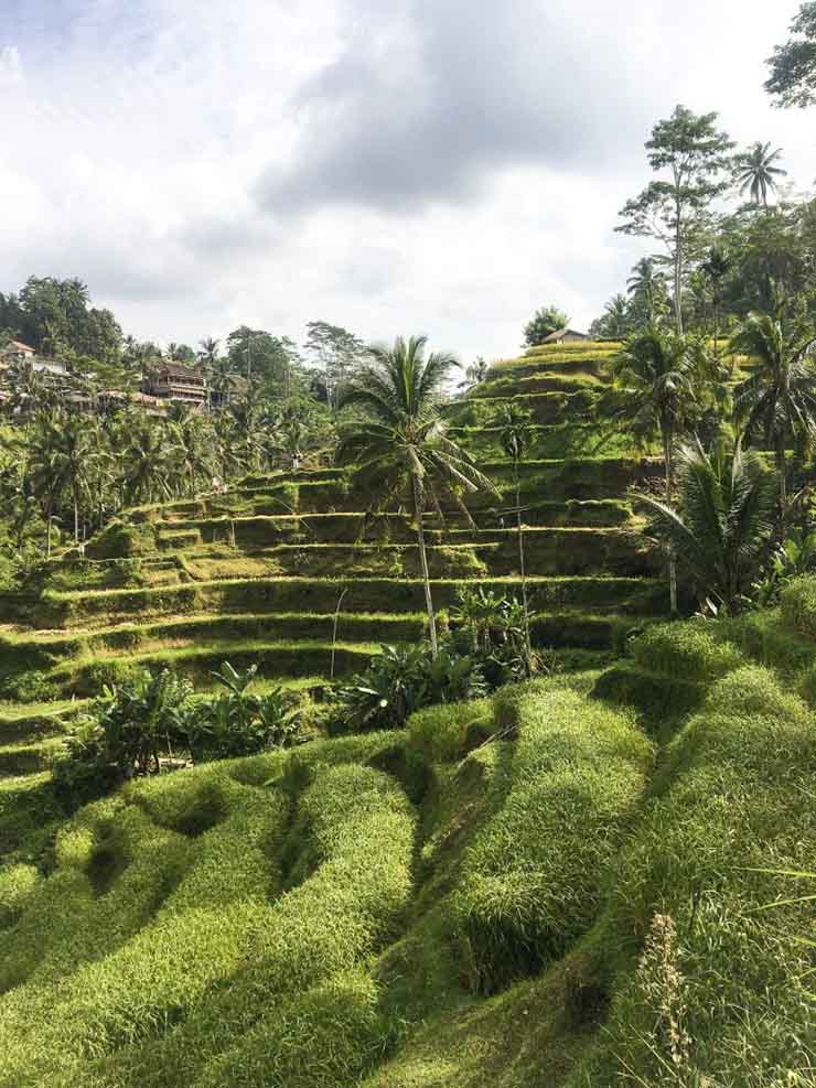 2. Vì nơi này nằm trong một thung lũng, ruộng bậc thang Tegalalang cung cấp một tầm nhìn cực kỳ đẹp nhìn ra cánh đồng lúa chín vàng và cảnh quan xanh tươi xung quanh.
