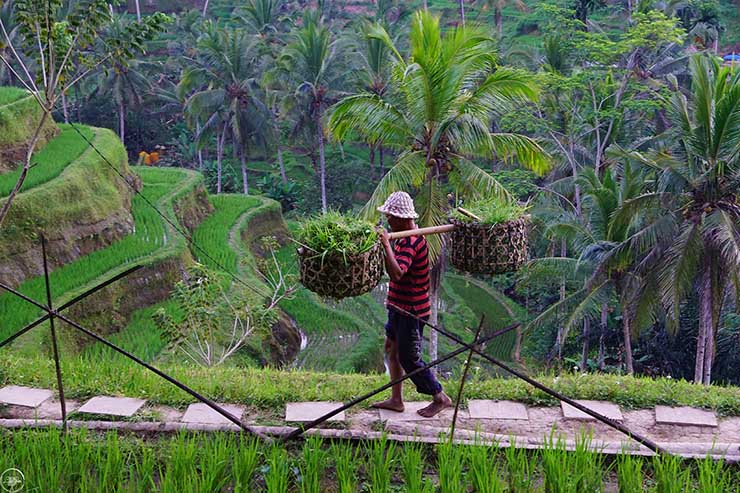 9. Khoản quyên góp trung bình thường là khoảng 10.000 IDR (16.000 đồng). Tùy vào việc bạn muốn đi sâu hơn vào bên trong cánh đồng lúa này hay không, có vài trạm ủng hộ phí như thế này. Chỉ cần bạn ủng hộ cho 1 trạm là có thể nhìn thấy phần lớn cảnh quan cánh đồng lúa ở đây như thế nào.
