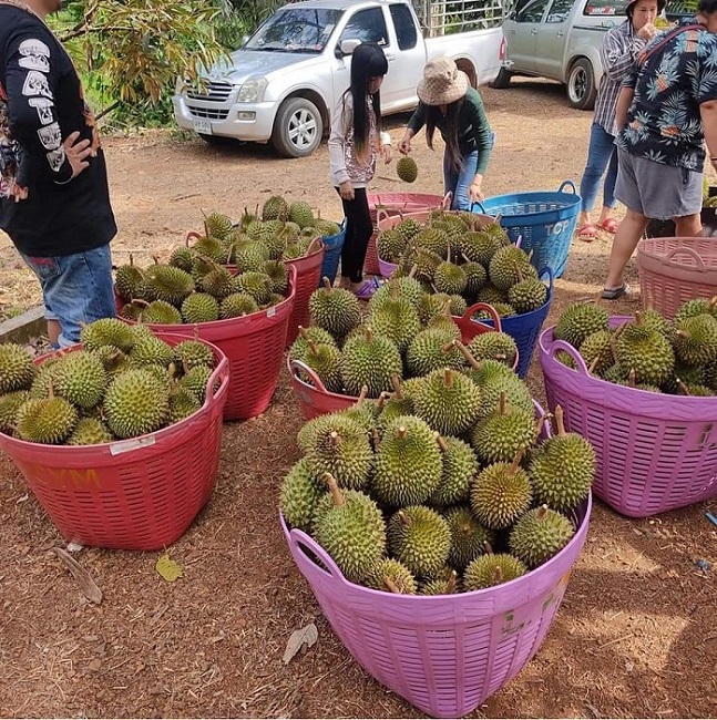 Người tiêu dùng Việt rất ưa chuộng loại sầu riêng này.