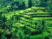 Du lịch - Cảnh quan vùng nông thôn này đẹp nhất Bali, được UNESCO công nhận di sản TG