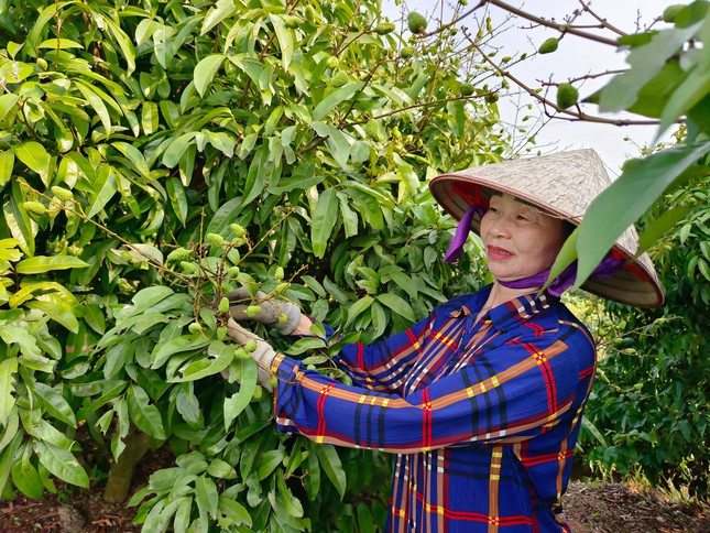 Bà Lê Thị Liên (xã Phúc Hòa) thường xuyên kiểm tra, chăm sóc vườn vải của gia đình. Bà Liên cho biết, với diện tích gần một mẫu vườn, năm ngoái thu hoạch trên 4 tấn quả. Thương lái từ Hà Nội đánh xe đến tận vườn thu mua. Hiện, vải mới qua giai đoạn rụng sinh lý, dần ổn định quả nhưng khách đã gọi điện dặn bà bán vải cho họ.