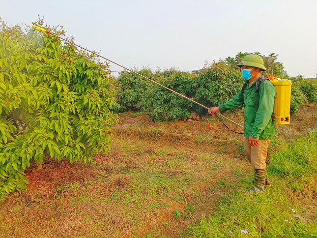 Anh Vi Văn Chiến ở thôn Phúc Lễ, Phúc Hòa cho biết, quá trình sử dụng thuốc bảo vệ thực vật đều tuân theo sự chỉ đạo của Trung tâm Dịch vụ kỹ thuật Nông nghiệp huyện và cán bộ khuyến nông xã. Sử dụng những loại thuốc rõ ràng nhãn mác và được cán bộ khuyến nông khuyến cáo, tuyệt đối không sử dụng các loại thuốc bảo vệ thực vật trôi nổi trên thị trường.