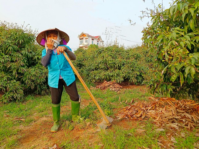 Thay vì phun thuốc diệt cỏ, bà Vi Thị Ninh (Phúc Hòa) lựa chọn cách xới cỏ cho cây vải. Bà cho biết, khi vải đậu quả, hầu hết mọi người đều xới hoặc dùng máy phát cỏ cho cây. Thời điểm này phun thuốc diệt cỏ sẽ ảnh hưởng lớn tới quả vải.