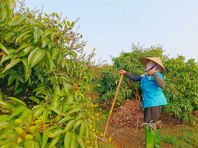 Do thời tiết thuận lợi nên vải Tân Yên đậu quả đạt tới 90% diện tích. Sản lượng vải của Tân Yên năm nay ước đạt khoảng 16 nghìn tấn.