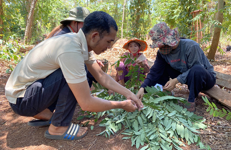 Ở Tây Nguyên, đến mùa bà con người dân tộc thiểu số thường ra vườn, lên rẫy, vào rừng, lật từng chùm lá để bắt sâu rồi bán cho thương lái
