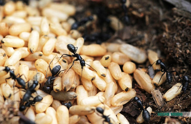 Bánh nếp nhân trứng kiến của người Tày ở Tuyên Quang - 6