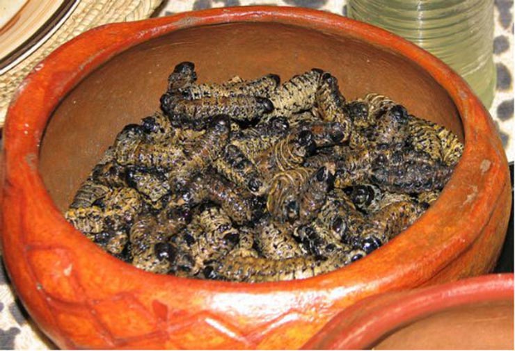 11. Sâu Mopane

Những con sâu to béo, chắc thịt, trông đáng sợ này là đặc sản của Nam Phi. Mặc dù cách làm truyền thống là sấy khô hay hun khói, nhưng nó thường được hấp cách thuỷ với tương cà hoặc tương ớt. Món này được nhận xét giống gà nướng mật ong.


