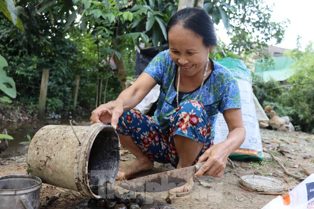 Lươn rất ham ăn chất tanh, để dụ được lươn chui vào trúm, hàng ngày người thợ phải đi đào giun đất và ốc bươu, sau đó băm nhỏ, trộn nhuyễn với bùn để làm mồi nhử.