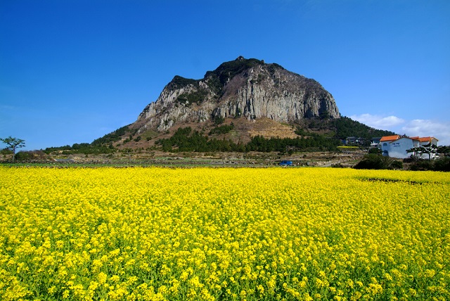 8 điều thú vị về đảo Jeju, Hàn Quốc không phải ai cũng biết - 3