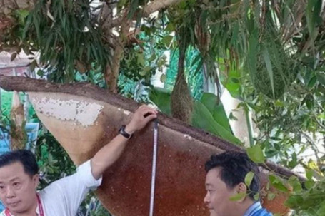 Tổ ong rừng "khủng" nhất Việt Nam: Nặng 43kg, dự kiến thu 15 lít mật