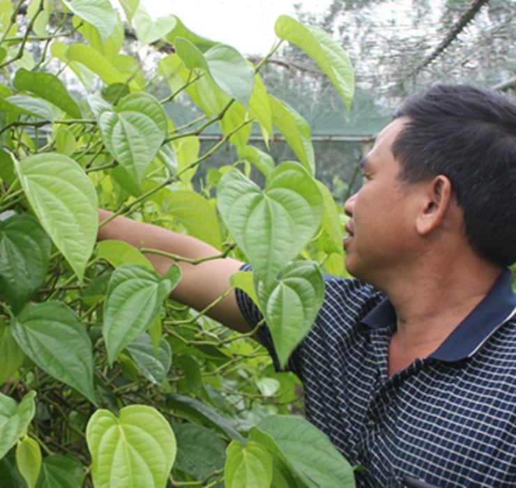 Tuy nhiên, tại xã Nghi Ân (Nghệ An), cuộc sống của người dân nơi đây được phất lên chính là nhờ việc xuất khẩu trầu sang nước ngoài.&nbsp;
