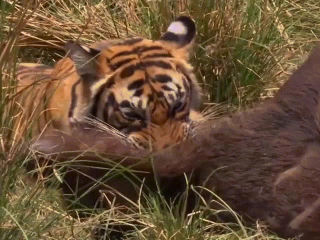 Khoảnh khắc cực hiếm: Hổ dữ đoạt mạng lợn rừng trong chớp mắt