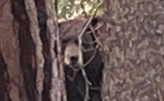Gấu mẹ được đưa ra ngoài trước, đứng nấp sau cái cây ở phía xa đợi các con.