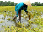 Thị trường - Tiêu dùng - Mưa lớn cuốn phăng hàng tấn cá tầm, cá hồi Sapa trong đợt nghỉ lễ