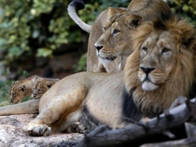Iran: Sư tử mở cửa chuồng, giết chết nhân viên vườn thú đang cho ăn