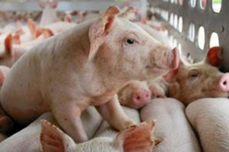 Giá lợn hơi đứng im, thức ăn chăn nuôi tăng vọt, nông dân ôm lỗ nặng