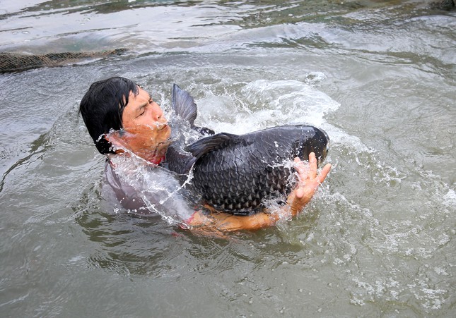 Ngoài cá chốt chuột, ông Bon còn nuôi cá hô.