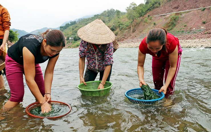 Theo kinh nghiệm của người dân, nên chọn những bãi rêu lớn, bởi ở đó rêu vừa nhiều, vừa ngon.&nbsp;
