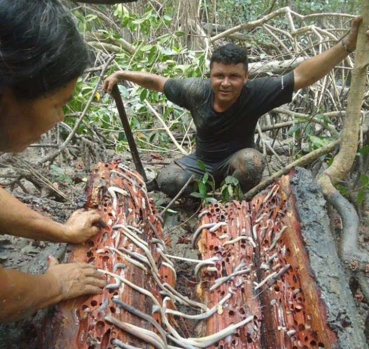 Tại 1 số nước châu Á, hà gỗ được xem như đặc sản và được “săn lùng” với giá khá cao.
