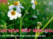 Ẩm thực - 5 loại hoa dại mọc hoang ăn cực tốt cho sức khoẻ nhưng ít được biết