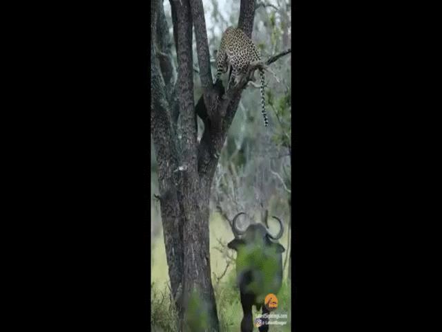 Video: Trâu rừng mẹ uy hiếp báo hoa mai, đòi xác con non