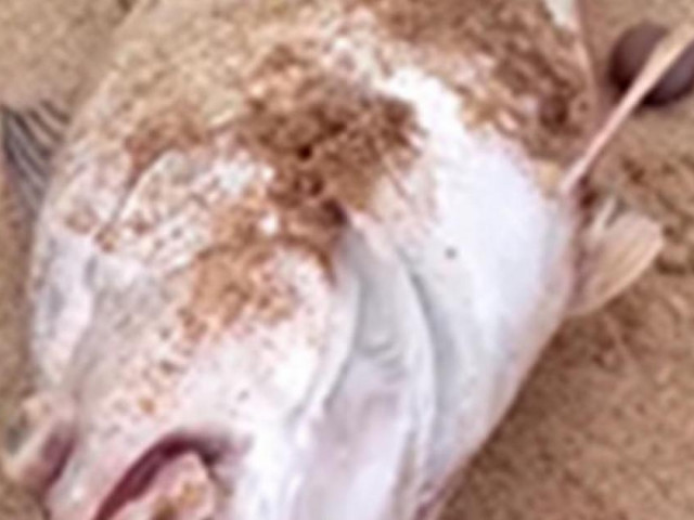 Cá chết bất thường dọc bờ biển ở Nghệ An