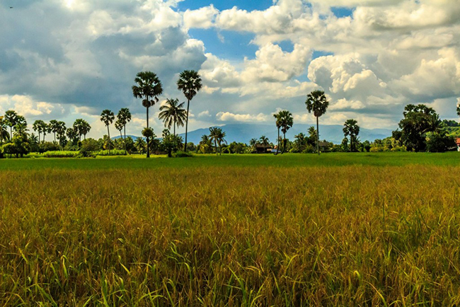 Ở Kampot không có nhiều hoạt động, nhưng có nhiều điều bạn có thể khám phá ở vùng nông thôn xung quanh.&nbsp;
