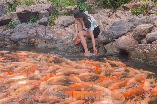 Những con cá này khi bơi thân của nó có thể phát sáng trong làn nước trong vắt.