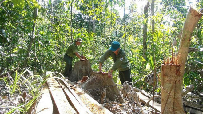 Lực lượng chức năng kiểm tra vụ phá rừng ở xã Sơn Thành Tây. Ảnh: VŨ XUÂN