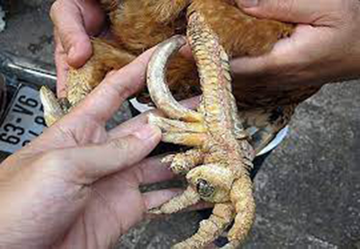 1. Gà chín cựa Phú Thọ

Giống gà này được nuôi nhiều tại các xã Văn Luông, Kim Thượng, Xuân Sơn thuộc huyện Tân Sơn, Phú Thọ với sản lượng khoảng 20.000 con mỗi năm.
