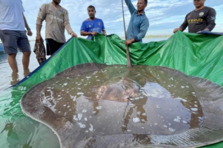 Campuchia: Ngư dân bị sốc với con vật 180 kg câu được ở sông Mekong