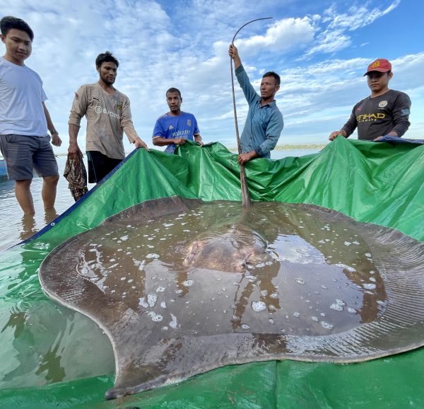 Ngư dân Campuchia bất ngờ câu được con cá đuối nước ngọt khổng lồ nặng 180 kg ở sông Mekong. Ảnh:&nbsp;Wonders of the Mekong Project