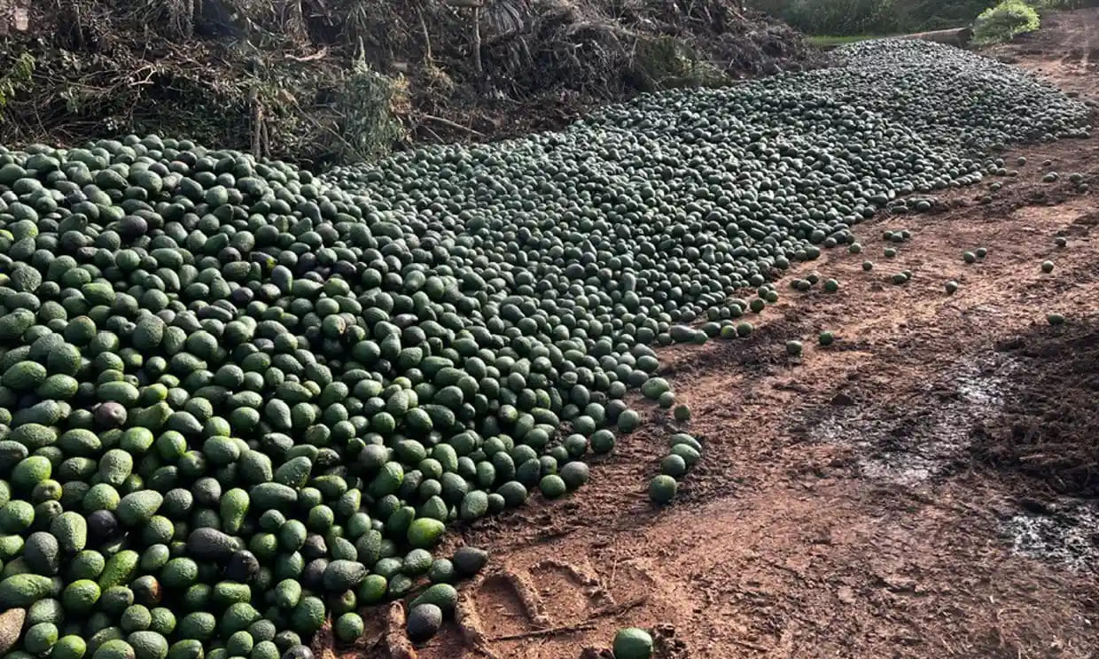 Hàng tấn bơ đã bị đổ bỏ giá tại Atherton, cực bắc Queensland. (Nguồn: Facebook)