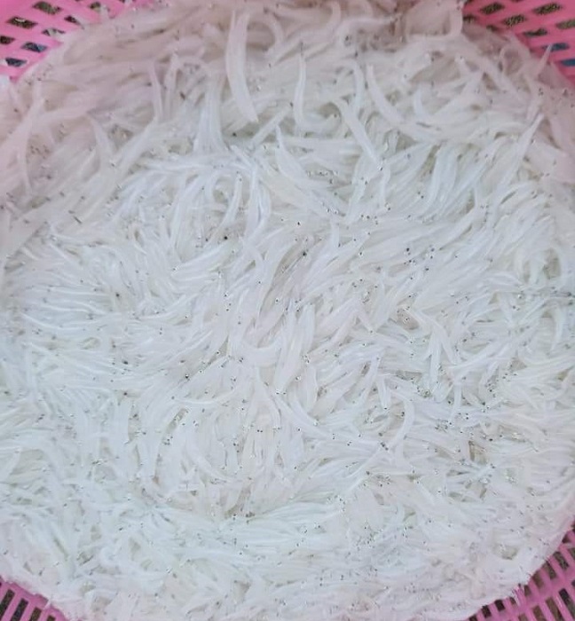 Vào mùa, cá ngần chỉ có giá từ 160-200 nghìn đồng/kg.