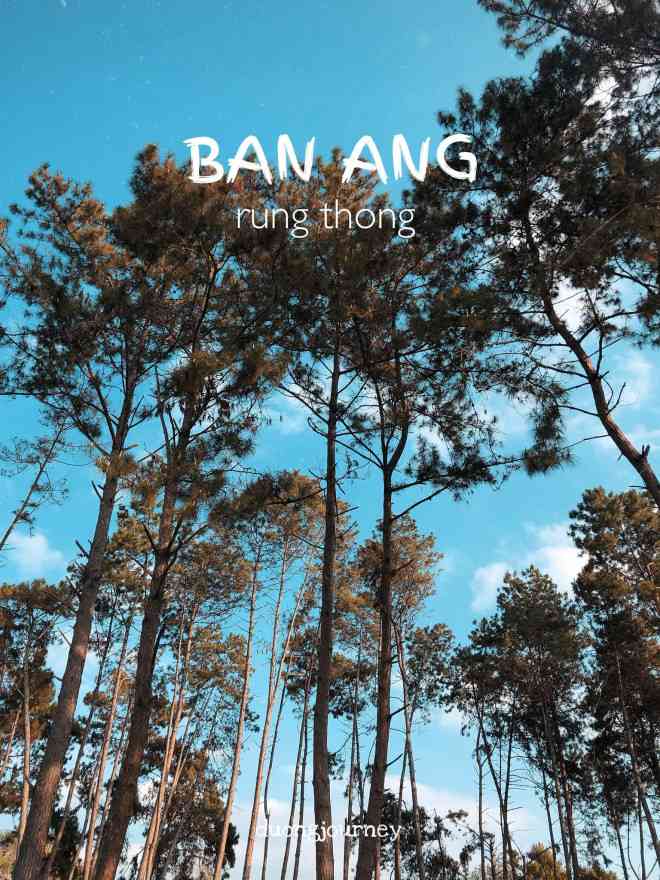 Rừng thông bản Áng