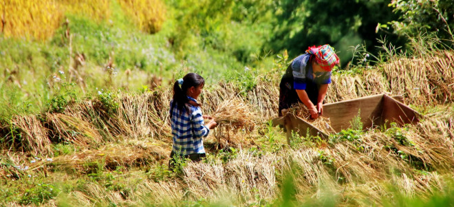 Mê mải mùa vàng ở La Pán Tẩn - 1