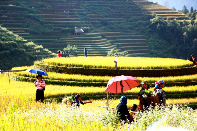 Mê mải mùa vàng ở La Pán Tẩn - 7