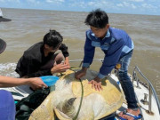 Tin tức trong ngày - Cà Mau thả về biển con vích to bất thường