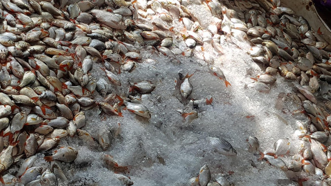 Khẩn trương tìm nguyên nhân cá chết hàng loạt ở Châu Đốc - hình ảnh 1