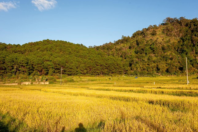 Những cánh đồng lúa vàng ươm dưới chân núi khiến vẻ đẹp của Chư Đăng Ya trở nên rực rỡ hơn bao giờ hết - Ảnh: Pi Pham.