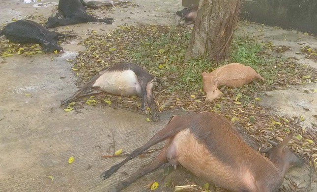 Đàn dê của bà Thu chết bất thường khi ăn cỏ trong nghĩa địa