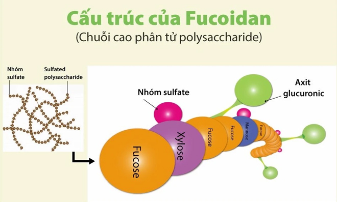Cấu trúc phân tử của fucoidan.