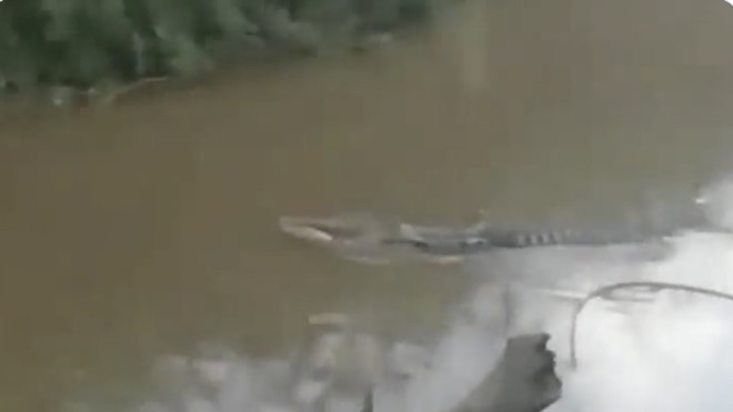 Người dân địa phương quay được cảnh cá sấu bơi gần mặt nước, miệng ngoạm lấy thi thể nạn nhân.