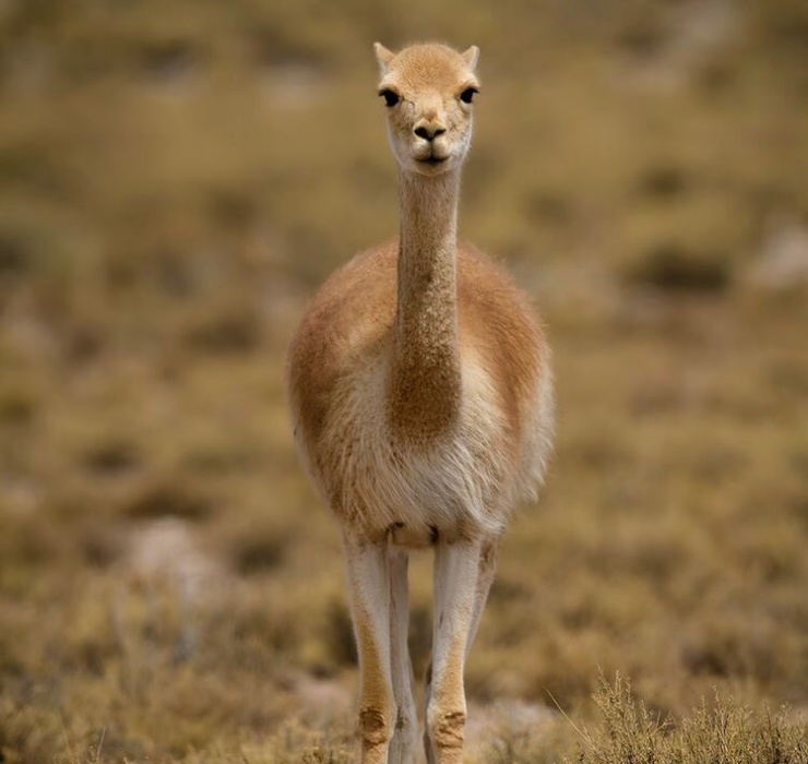 Năm 1976, Vicuña được đặt vào danh sách các loài có nguy cơ tuyệt chủng khi chỉ còn 6000 con tồn tại. 
